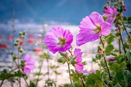 Beautiful pink flowers ?? ?????? overlooking a Kotor bay, Montenegroの写真素材