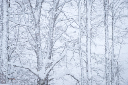 Forest after a heavy snowfall. Winter landscape.の写真素材