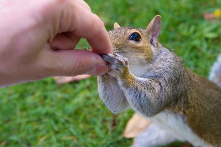 Close-up gray squirrel eats walnut from woman's hand.