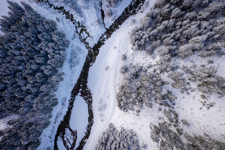 Aerial view of snowy pine trees