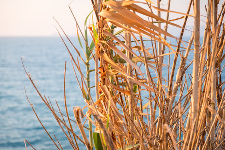 Sunset in Crete, Greece. Reed leaves in the foreground