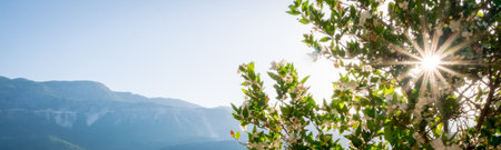 The sun through the trees against the sea. Landscape in Montenegroの写真素材
