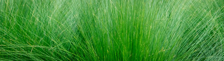 Closeup Green grass background.の写真素材