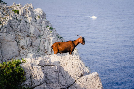 Mountain goat at Cap de Formentor on the island of Mallorcaの写真素材