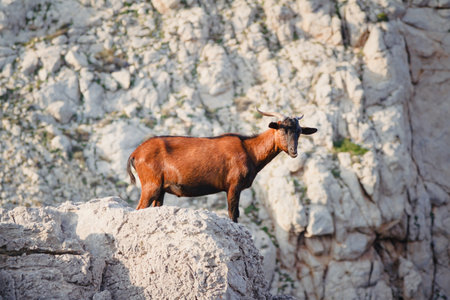 Mountain goat at Cap de Formentor on the island of Mallorcaの写真素材