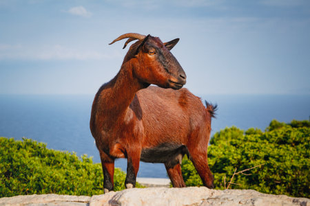Portrait of goat at Cap de Formentor on the island of Mallorcaの写真素材