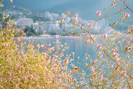 Close up of grass with flowers with sea in the background. Morning landscape in Budva, Montenegro.