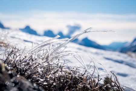 Sunny winter landscape with frozen grass at Ski Area in Dolomites, Italy - Alpe Lusia. Ski resort in val di Fassa near Moena. Winter mountains in the morning.の写真素材