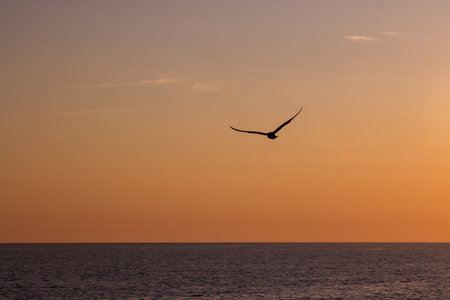 Seagulls fly over the sea at sunset in Italyの写真素材