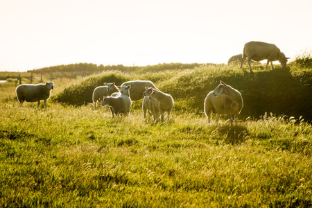 Sheep graze in a field at sunset in France near Boulogne-sur-Mer, on the coast of La Manche