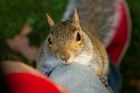 Cute grey squirrel on men legの写真素材