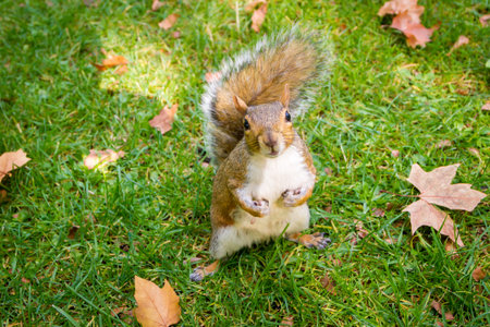 Cute grey squirrel in the parkの写真素材
