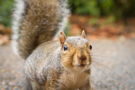 Cute grey squirrel in the parkの写真素材