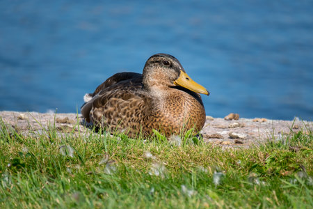 Duck sitting on a green grass near the water. Portrait of female wild duck resting on the lake coastの写真素材