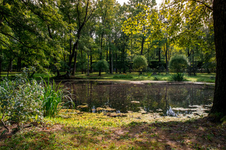 natural pond surrounded by green trees and grass in sunny summer weatherの写真素材