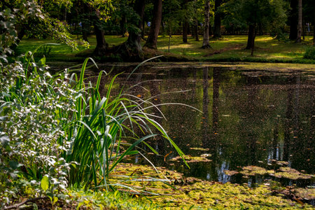 natural pond surrounded by green trees and grass in sunny summer weatherの写真素材
