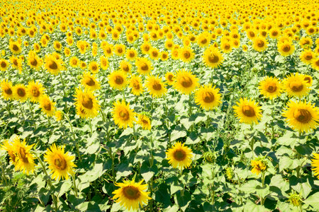 Sunflowers in a sunflower field. Natural backgroundの写真素材