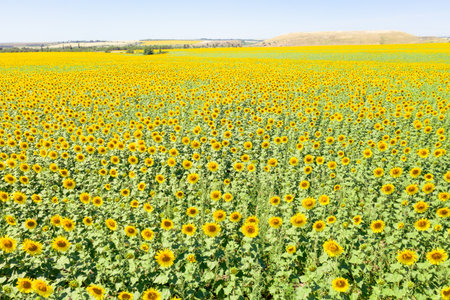 Sunflowers field on a sunny day. Rostov region, Russiaの写真素材