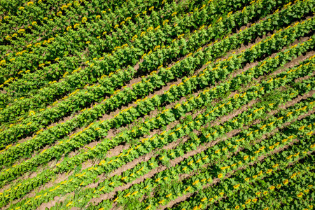 Aerial view of rows of young sunflower plant in the field.の写真素材