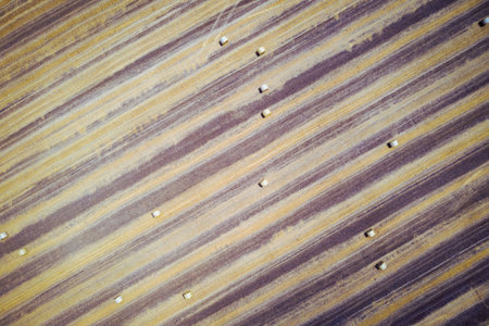 top view of hay bales, agriculture field after harvest with hay rollsの写真素材