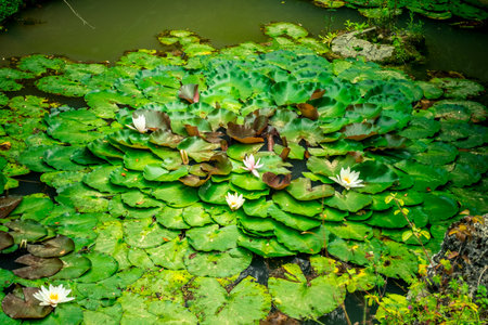 Water lily white and yellow flower and green leaves. Background pink and green lilies are in the swamps.の写真素材