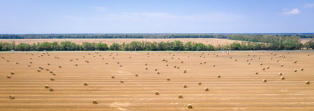 top view of hay bales, agriculture field after harvest with hay rolls
