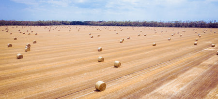top view of hay bales, agriculture field after harvest with hay rollsの写真素材