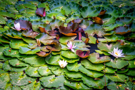 Water lily white and yellow flower and green leaves. Background pink and green lilies are in the swamps.の写真素材