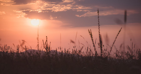 silhouette of grass in sunlight. Stanitsa Dakhovskaya, Republic of Adygea, Russia.の写真素材
