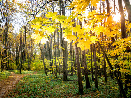 Beautiful autumn maple leaves on tree in parkの写真素材