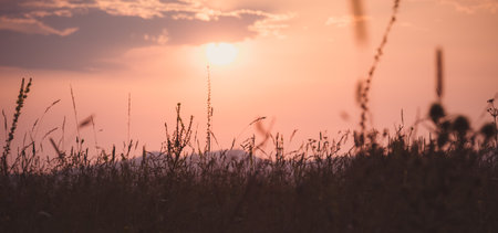 silhouette of grass in sunlight. Stanitsa Dakhovskaya, Republic of Adygea, Russia.の写真素材