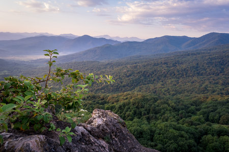 Early morning just after sunrise. Silhouettes of mountains in the morning haze, grass and wildflowers in the foreground. Alpine summer landscape. Lagonaki Plateau, Republic of Adygea, Russiaの写真素材