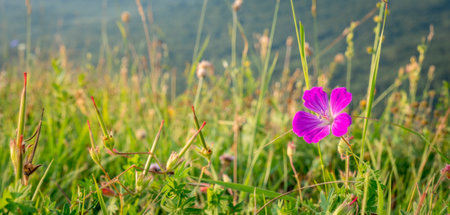 Pink flower in a mountain meadow with mountains in the background and blue sky. Mountain valleyの写真素材