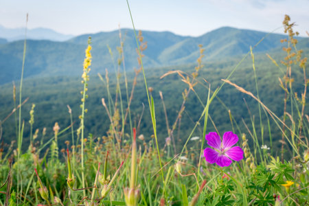 Pink flower in a mountain meadow with mountains in the background and blue sky. Mountain valleyの写真素材