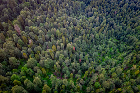 Beautiful panoramic photo over the tops of pine forest. Aerial view. From above. Picture taken using the copter. Top viewの写真素材