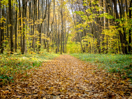 autumn park with paths covered with yellow leaves