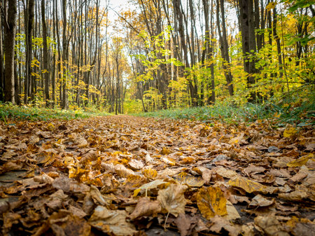 autumn park with paths covered with yellow leavesの写真素材
