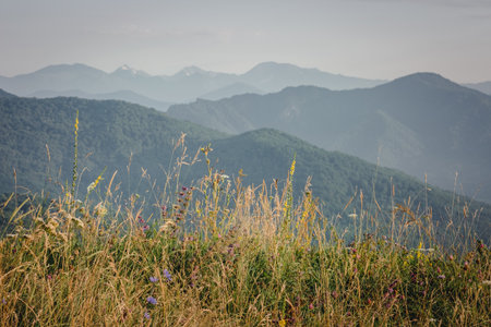 Early morning just after sunrise. Silhouettes of mountains in the morning haze, grass and wildflowers in the foreground. Alpine summer landscape.の写真素材