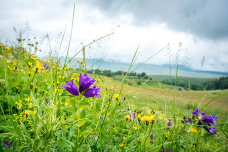 Mountain meadows with flowers and grass. Lagonaki Plateau, Republic of Adygea, Russiaの写真素材