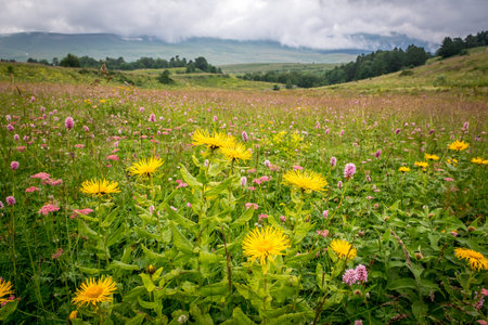 flowers and grass in a mountain meadow against the backdrop of mountains on a cloudy summer dayの写真素材