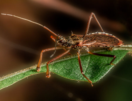 a red insect in rain forestの写真素材
