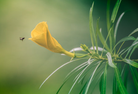 A bee approaching a yellow flowerの写真素材
