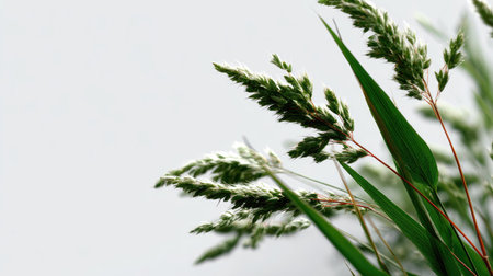 A close-up view of delicate green grass blades featuring soft flowering heads, set against a light background, capturing the essence of natureの素材