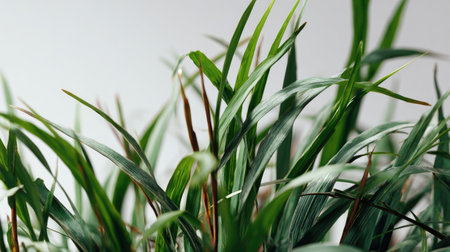 This close-up image showcases vivid green grass blades, emphasizing their texture and natural beauty, perfect for outdoor and gardening themes.の素材