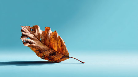A striking, isolated dry autumn leaf rests gently on a light blue background, showcasing intricate textures and natural beauty. Perfect for seasonal themes.の素材