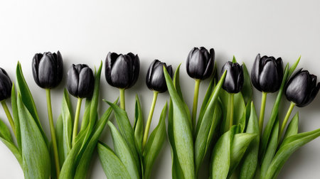 A stunning arrangement of black tulips with lush green leaves creates an elegant composition on a light background, perfect for various design ideas.の素材