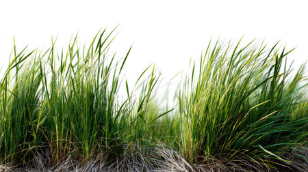 This image showcases vibrant green grass blades gently swaying against a clean white background, emphasizing nature's beauty and tranquility, perfect for various creative projects.の素材