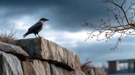 A solitary black bird perches on a rugged stone wall, with a dramatic cloudy sky and a bare branch in the foreground, creating a serene nature scene.の素材