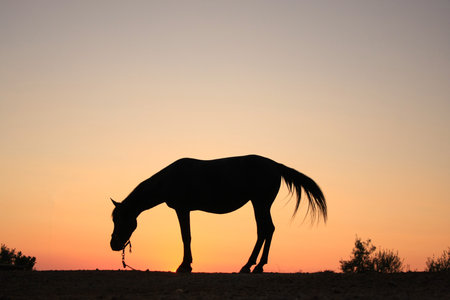 Silhouette of a horse on a background of orange sky at sunsetの写真素材
