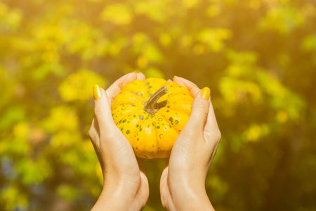 Woman hands with yellow colored fingernails holding a yellow squash. Green and yellow out of focus leafs in the background. No recognizable person. の写真素材
